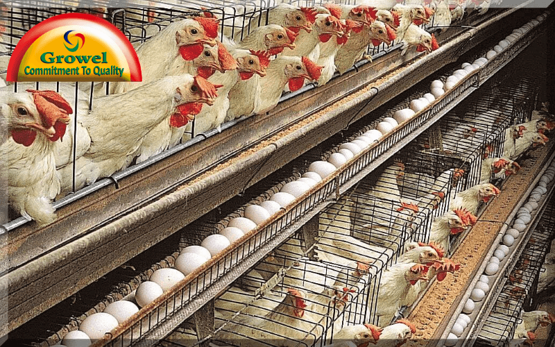 Chickens Layer Poultry Farming
