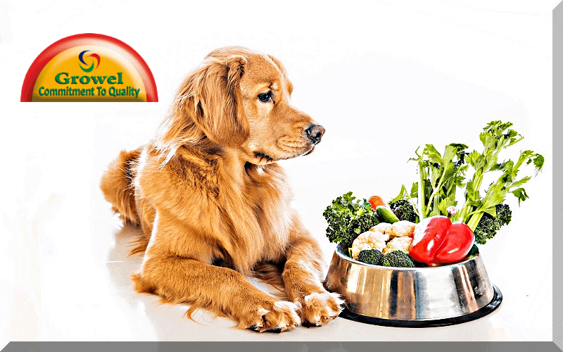 dog nutrition