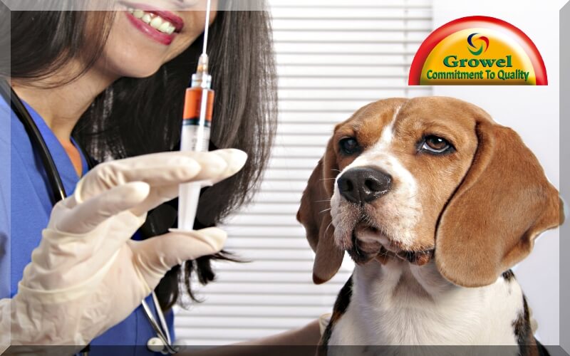 Vaccination for Dogs