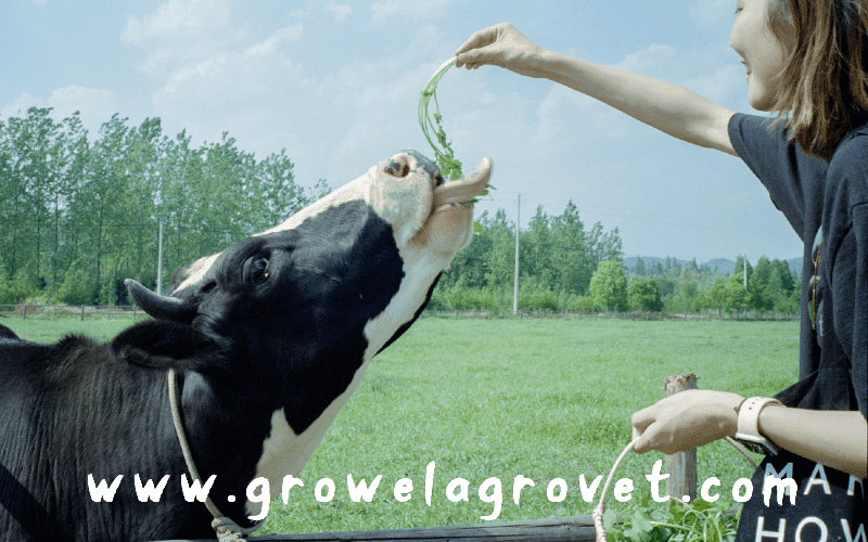 Importance of Vitamins and Minerals for Dairy Cattle Growel Agrovet