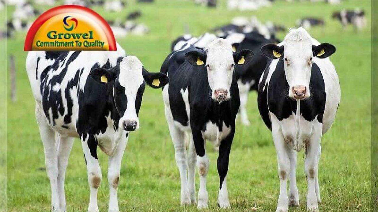 Trace Minerals And Vitamins For Dairy Cows All About Cow Photos