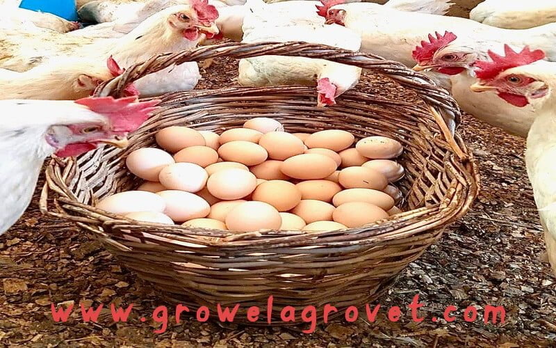 Layer Poultry Farming Guide For Beginners – Growel Agrovet