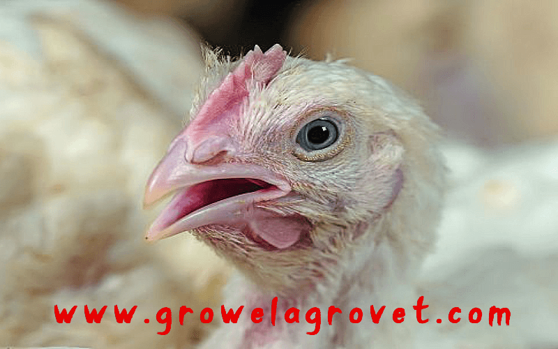 How To Do Poultry Farming in Summer ?