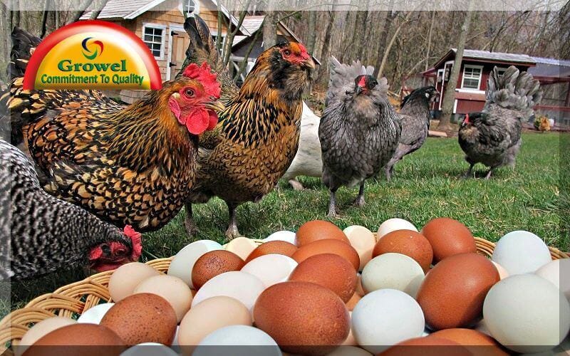 Download Managing Heat Stress In Layer Poultry Growel Agrovet