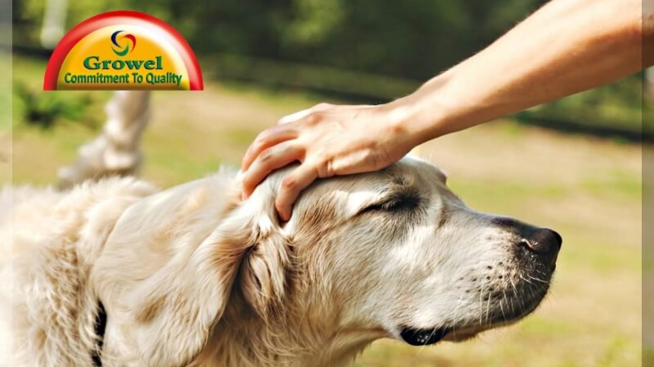dog digestive problems remedies