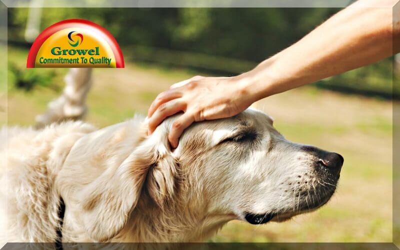 Dog Digestive Problems & Remedies Growel Agrovet