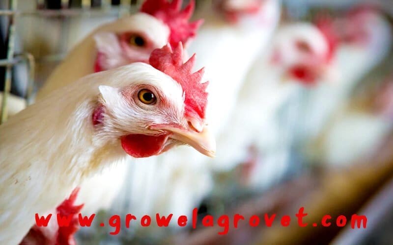 layer-poultry-medicine-chart-growel-agrovet-private-limited