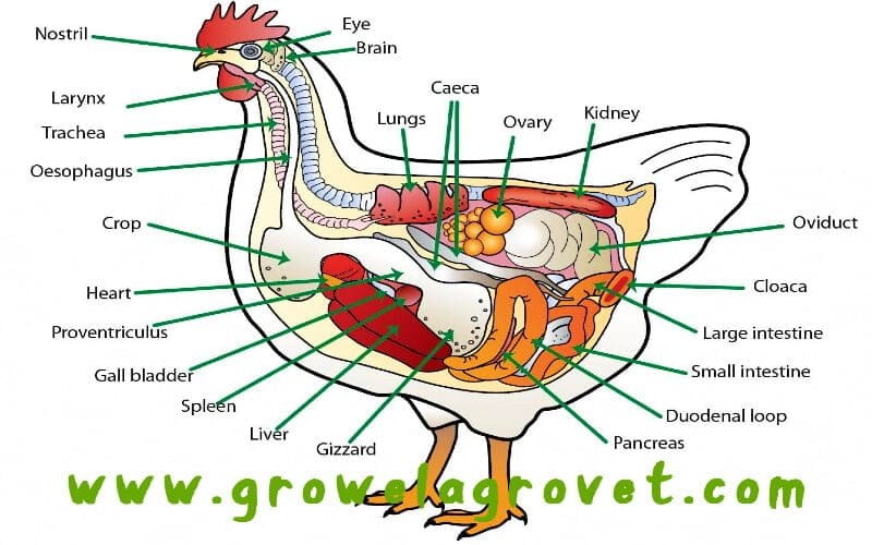 CRD in Poultry Chronic Respiratory Disease Growel Agrovet Private