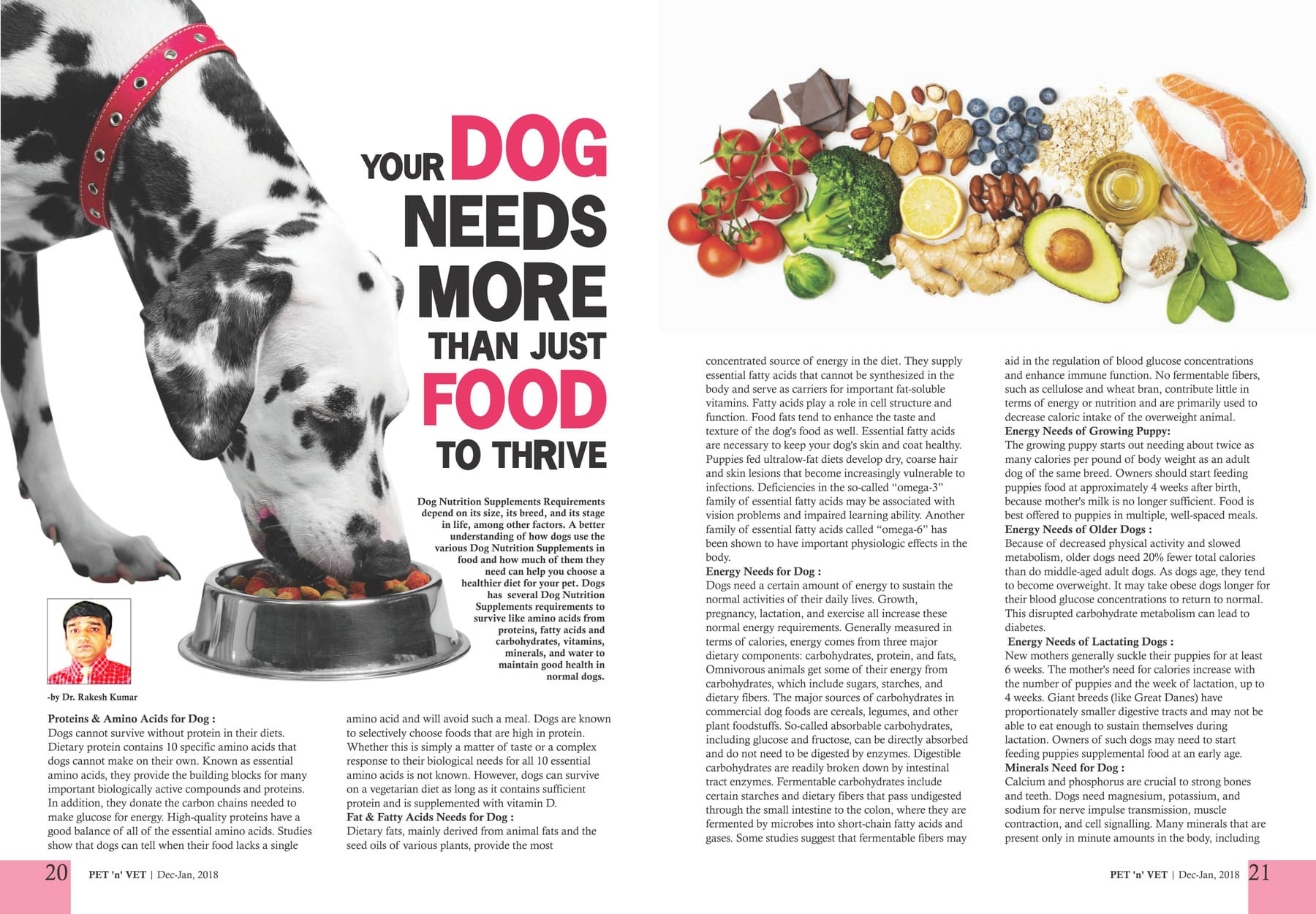Your Dog Needs More Than Just Food 