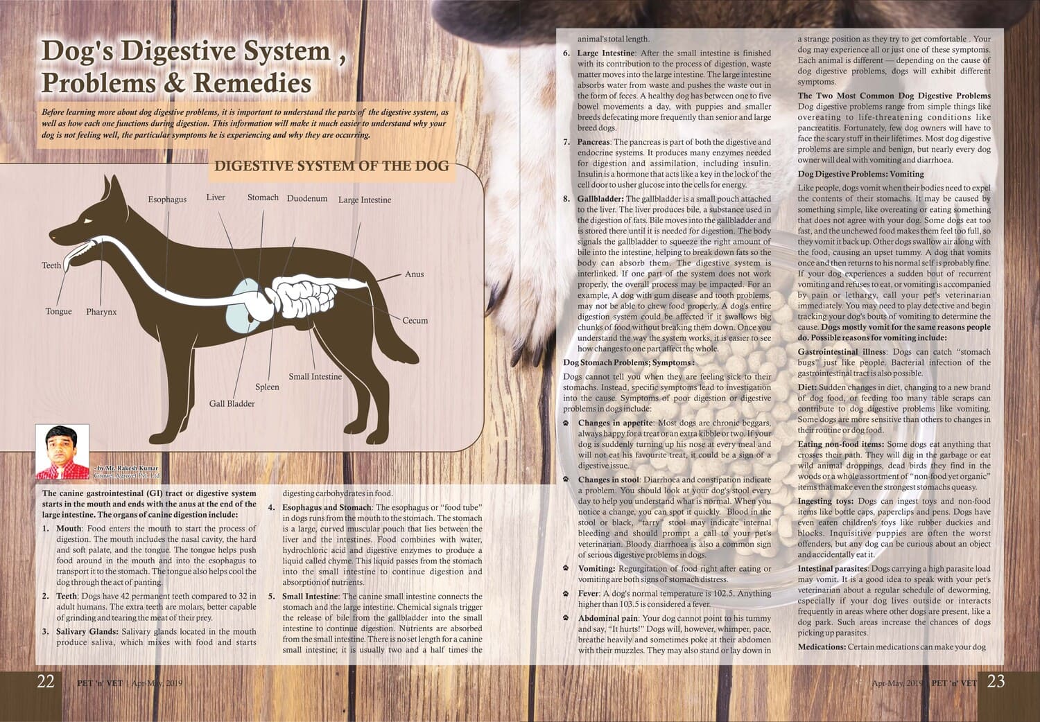 Dog's Digestive System Problems & Remedies
