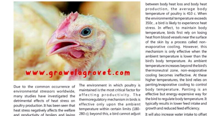 “Poultry Farming in Summer “article