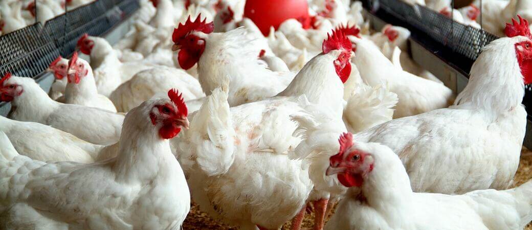 Poultry medicine